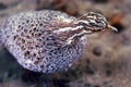 Coturnix coturnix quail