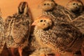 Coturnix quail Royalty Free Stock Photo