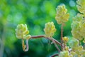 Cotyledon pendens