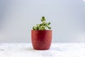 Cotyledon tomentosa bear paws succulent in a beautiful red flowerpot. Selective focus with copy space