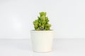 Cotyledon tomentosa bear paws succulent in a white ceramic pot isolated on white background