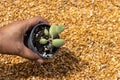 Cotyledon tomentosa bear's paw succulent in a pot holding in hand