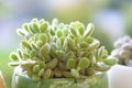 Cotyledon tomentosa Bears Paw succulent cactus plant in a flower pot. Royalty Free Stock Photo