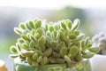 Cotyledon tomentosa Bears Paw succulent cactus plant in a flower pot.