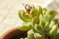 Cotyledon Tomentosa succulent plant in the garden