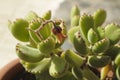 Cotyledon Tomentosa succulent plant in the garden