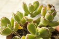 Cotyledon Tomentosa succulent plant in the garden