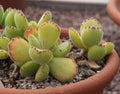 Cotyledon tomentosa Succulent plant in garden