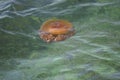 Cotylorhiza tuberculata or fried egg jellyfish floating on the mediterranen sea Royalty Free Stock Photo