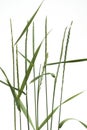 Couch Agropyron repens