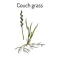 Couch grass elymus repens , or twitch, medicinal plant