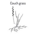 Couch grass, elymus repens, or twitch, medicinal plant