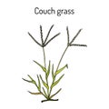 Couch grass elymus repens , or twitch, medicinal plant