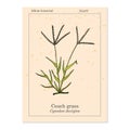 Couch grass elymus repens , or twitch, quackgrass, quitch, witchgrass, medicinal plant