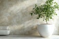 A couch that is white is positioned in front of a wall that has a plant and a vase on it Royalty Free Stock Photo