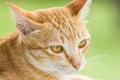 Couching down cute orange stripped cat Royalty Free Stock Photo