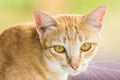 Couching down cute orange stripped cat Royalty Free Stock Photo