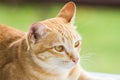 Couching down cute orange stripped cat Royalty Free Stock Photo