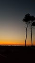 Sunset pine