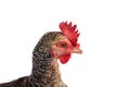 Coucou Cou Marans hen from France Royalty Free Stock Photo