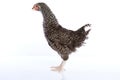 Coucou Cou Marans hen from France Royalty Free Stock Photo