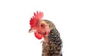 Coucou Cou Marans hen from France Royalty Free Stock Photo