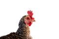 Coucou Cou Marans hen from France Royalty Free Stock Photo