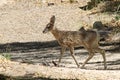 Coue`s White-tailed Deer, Odocoileus virginianus couesi, Royalty Free Stock Photo