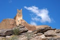 Cougar Royalty Free Stock Photo