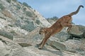 Cougar Royalty Free Stock Photo