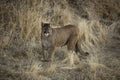 Cougar also called mountain lion, panther or puma hunting in a meadow in winter Colorado