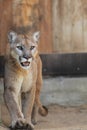 Cougar Royalty Free Stock Photo