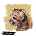 Cougar baby tabby, large felid isoated wildlife cat. Digita art illustration of mountain lion, puma, red tiger, and catamount. Royalty Free Stock Photo