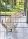 Cougar in a cage