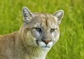 Cougar Close Up Of Face And Head Against Green Background