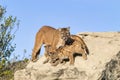 Cougar and cubs Royalty Free Stock Photo