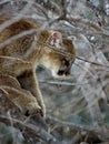 Cougar (Felis Concolor) Up a Tree Royalty Free Stock Photo