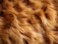 Cougar Fur Pelt Royalty Free Stock Photo