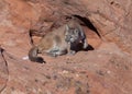 Cougar getting up from resting on red sandstone ledge