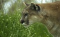 Cougar in Grass