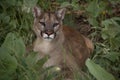 Cougar in grass