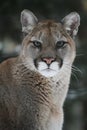 Cougar Headshot