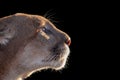 Cougar Royalty Free Stock Photo