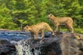 Cougar kits crossing waterfall,computer art