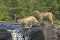 Cougar kits crossing waterfall