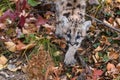 Cougar Kitten (Puma concolor) Looks Up While Stepping Through Leaves Autumn