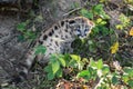 Cougar Kitten (Puma concolor) Pauses to Urinate in Grass Autumn Royalty Free Stock Photo