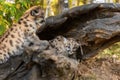 Cougar Kitten Puma concolor Paws on Log Sibling Sits In Autumn Royalty Free Stock Photo