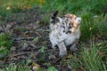 Cougar Kitten (Puma concolor) Squats to Urinate in Grass Autumn