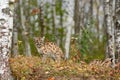 Cougar Kitten Puma concolor Stands With Eyes Closed in Birches Autumn